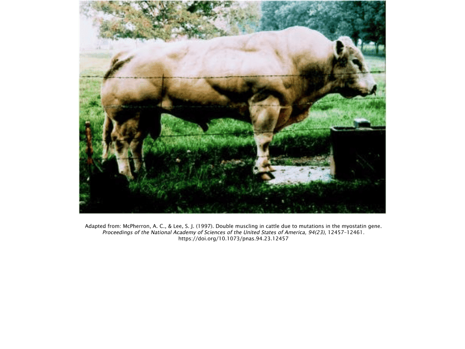yk11 cow myostatin
