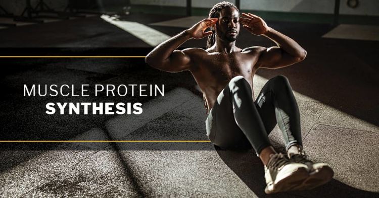 How Consumed Protein Is Distributed and Used for Muscle Protein Synthesis: A Deep Dive for Advanced Bodybuilders