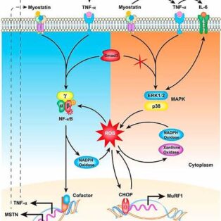 Myostatin blockers